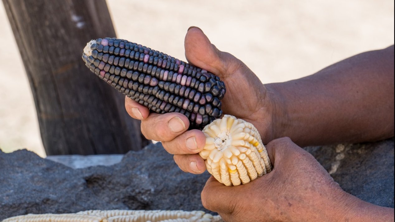 Mexico Moves to Constitutionally Ban GMO Corn