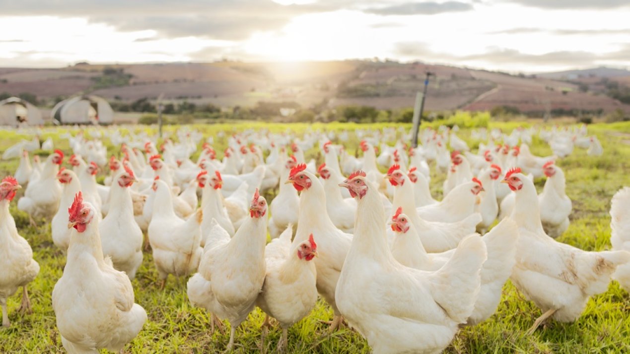 Mexico Reduces Spread of Avian Influenza by 45%