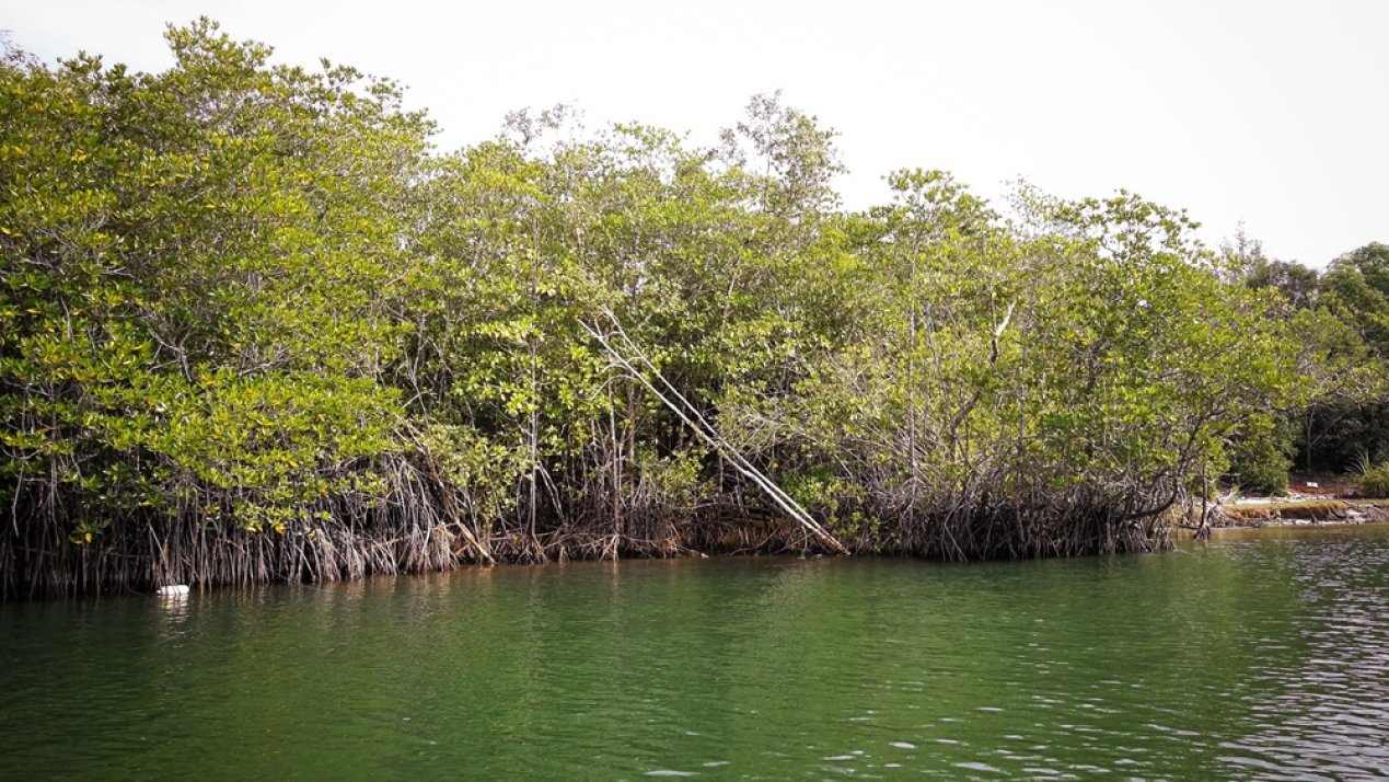Mexico Joins Global Initiative to Restore Mangroves