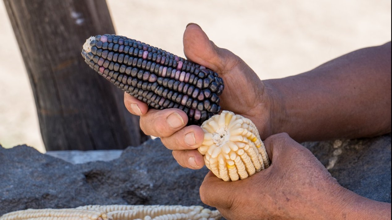 State of Mexico Assigns MX$3.5 Million to Native Corn Producers