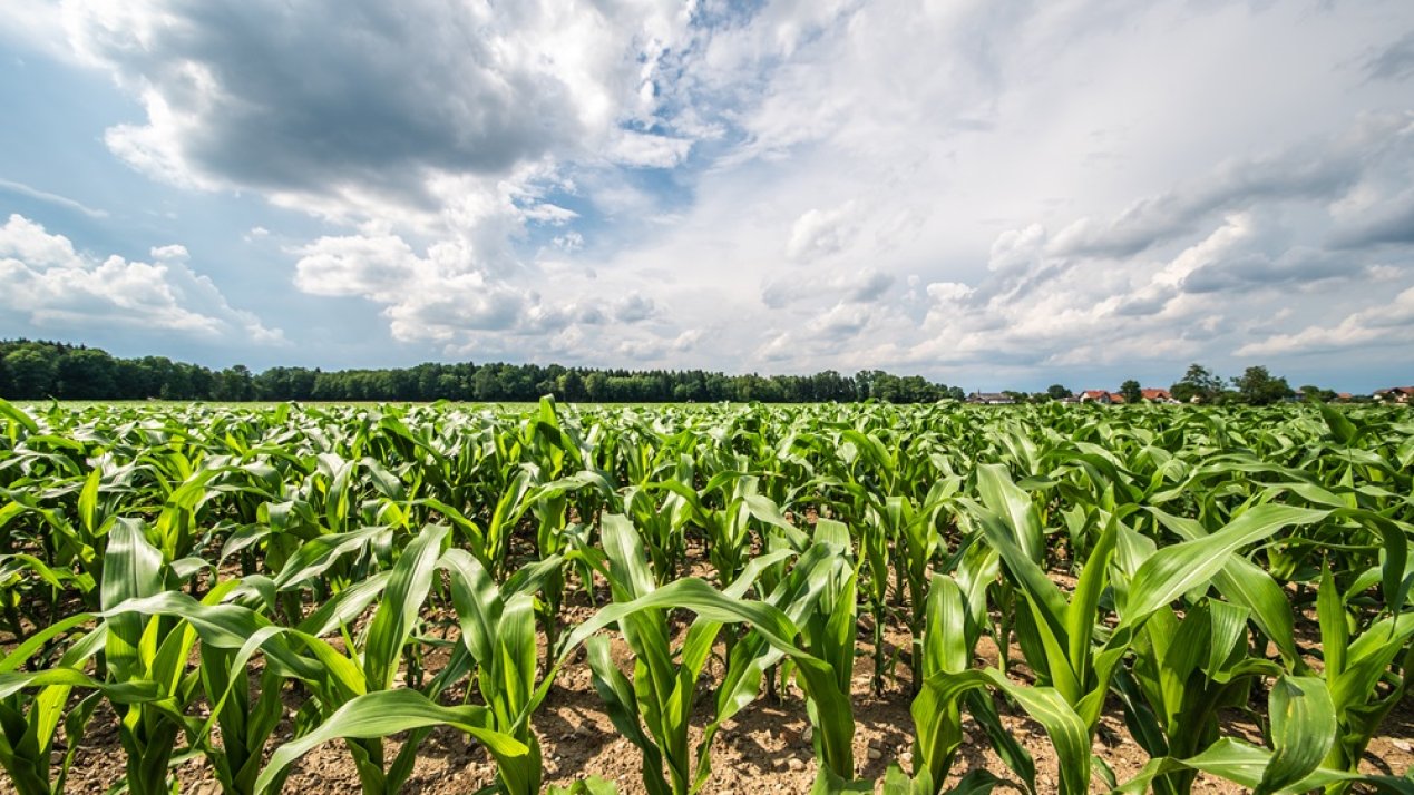 Grasslands Enters Mexico with New Subsidiary in Queretaro