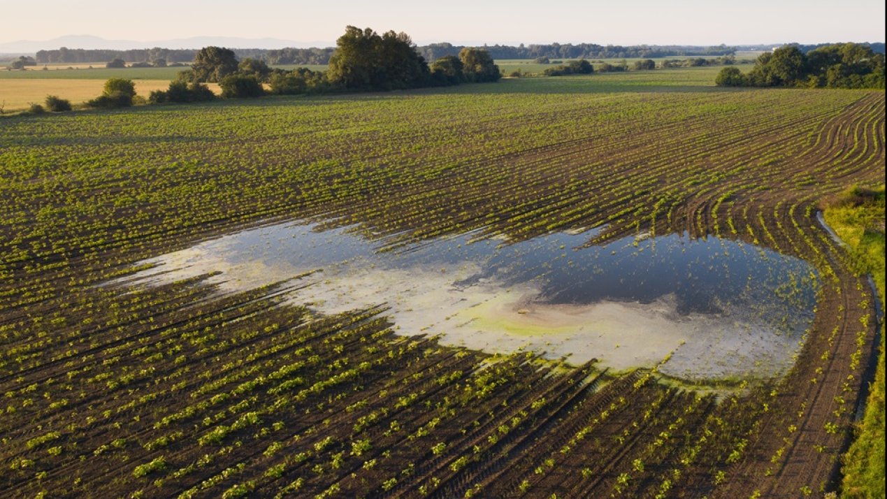 FAO Highlights Water Scarcity’s Impact on Agriculture 