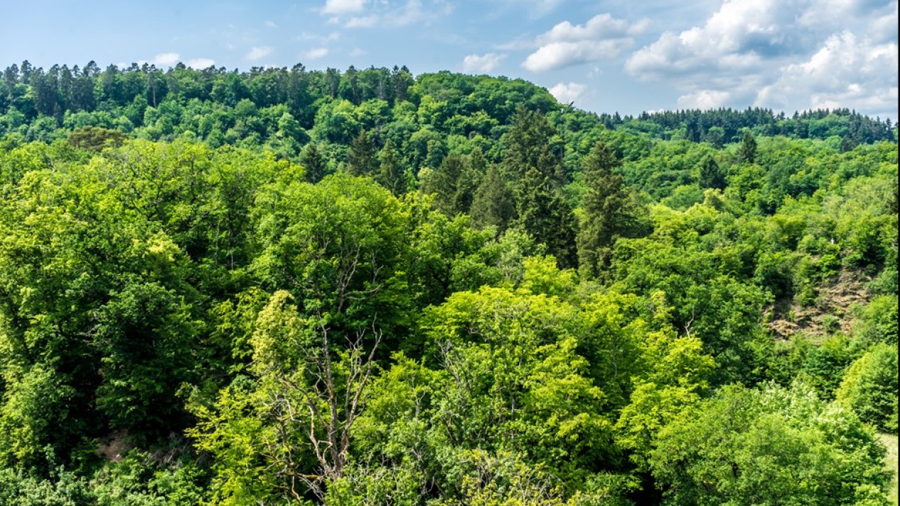 Cali Fund to Support Global Biodiversity Initiatives