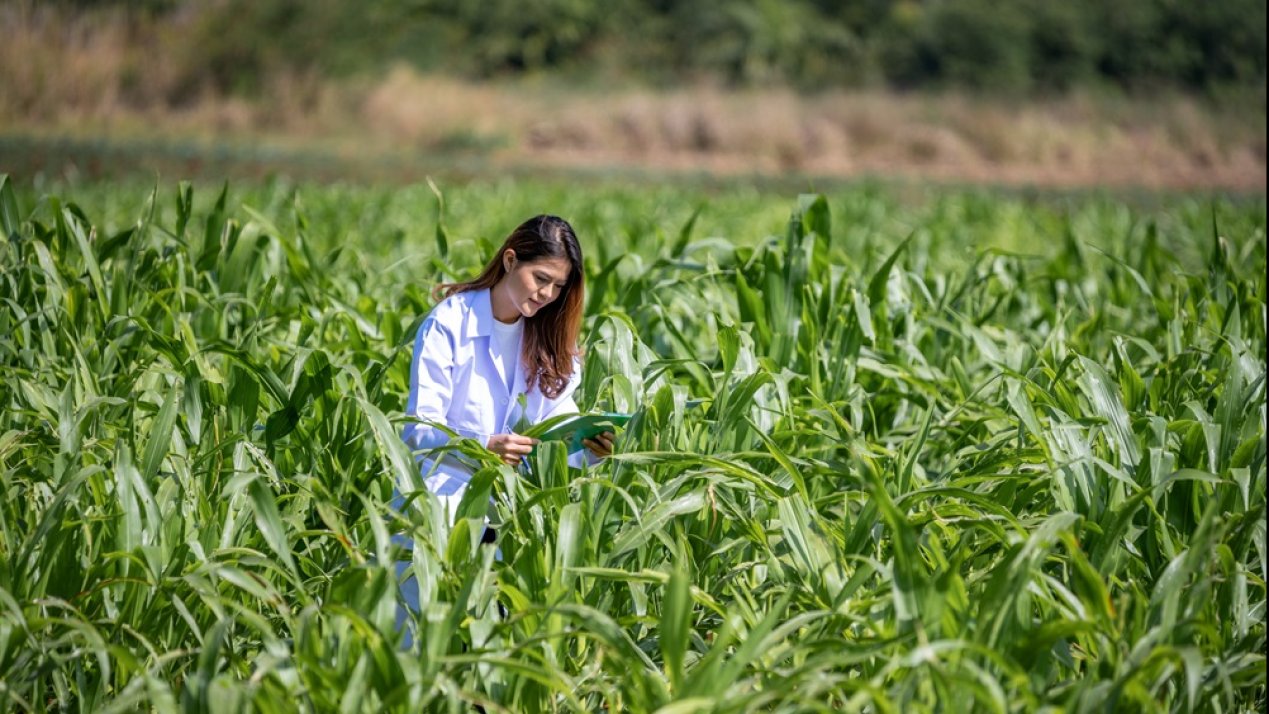 Mexico Calls for Boost in Sustainable Corn, Bean Output