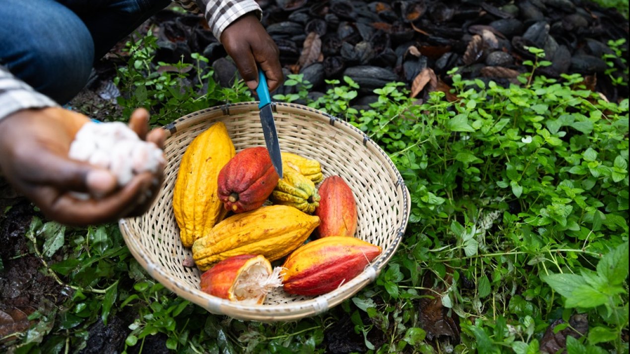 Nestlé, Ofi Launch Largest Cocoa Agroforestry Partnership