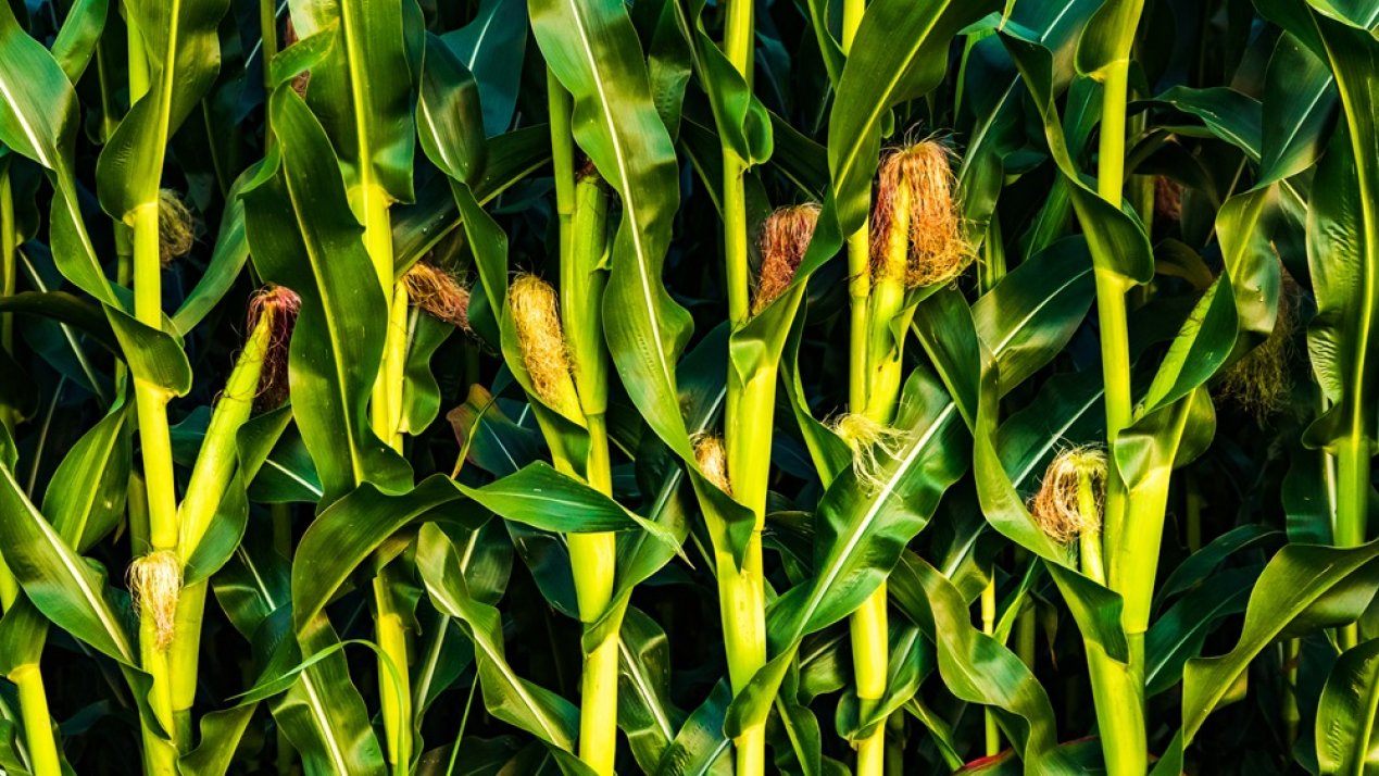 Mexico to Invest Over MX$80 Billion in Small-Scale Farming