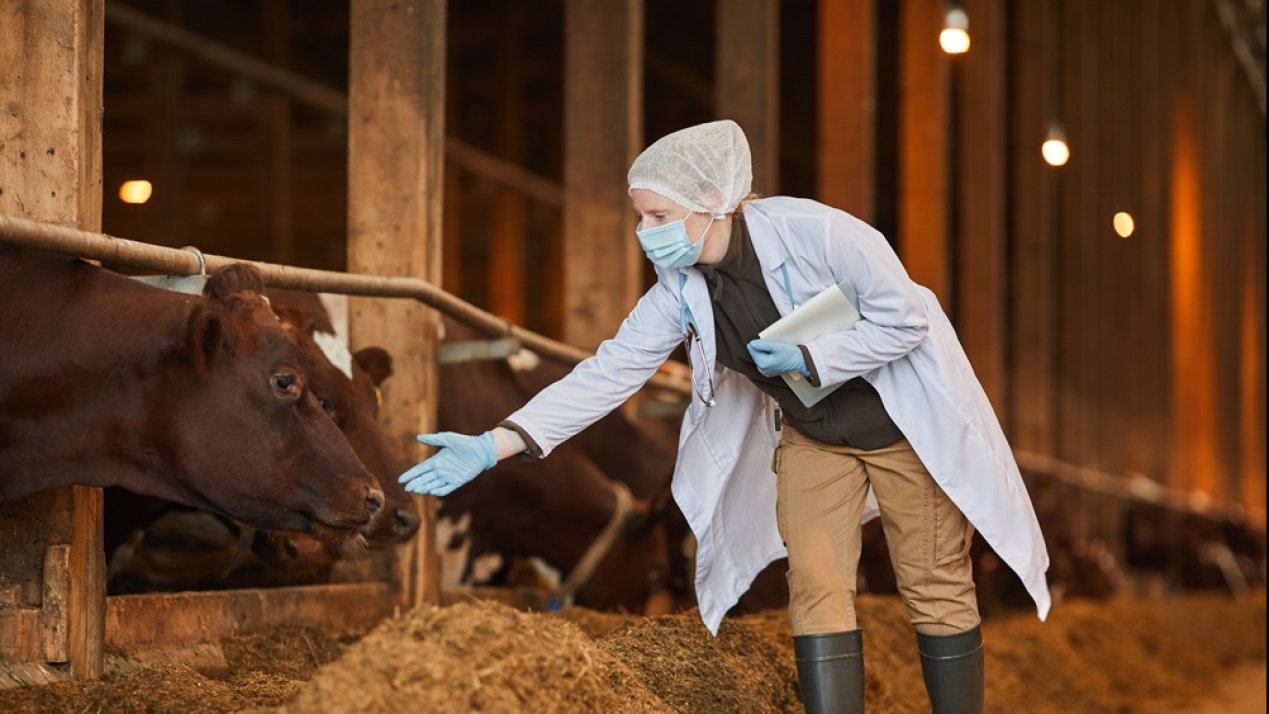 Boosting Livestock Productivity Can Cut Antibiotic Use: FAO