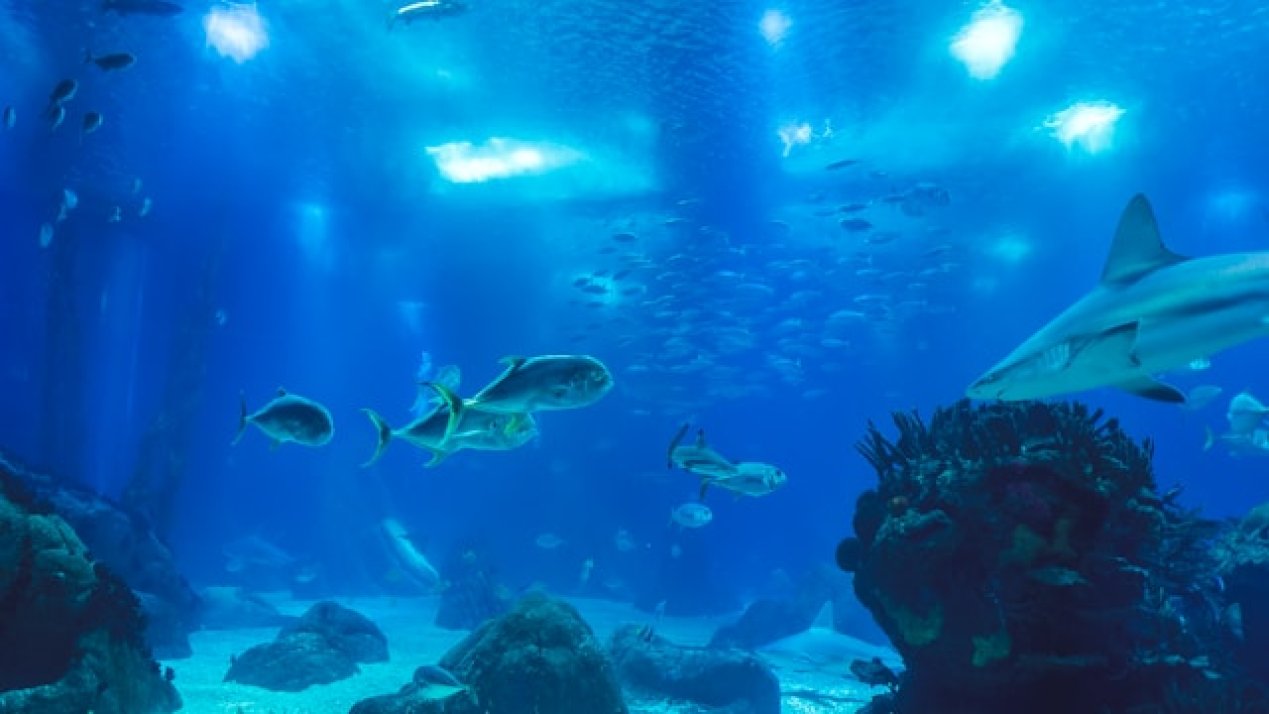 Trump Plans Executive Order to Secure Seabed Minerals