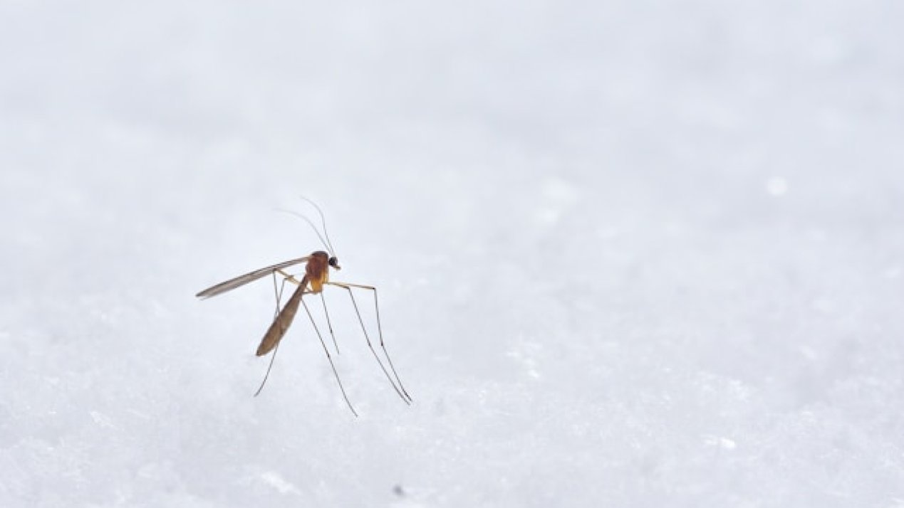 PAHO Warns of Rising Yellow Fever Cases in the Americas