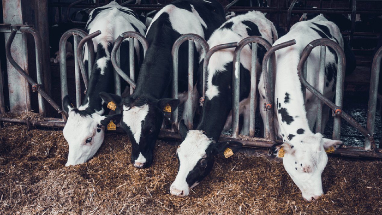 Mexico Ramps Up Screwworm Fight Amid US Cattle Ban