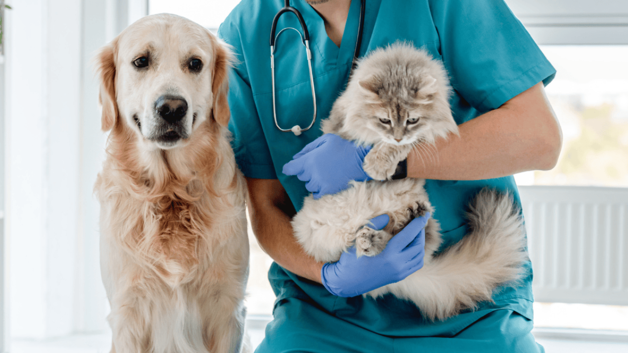 Simi Pet Care: New Player in Mexico’s Growing Vet Market 