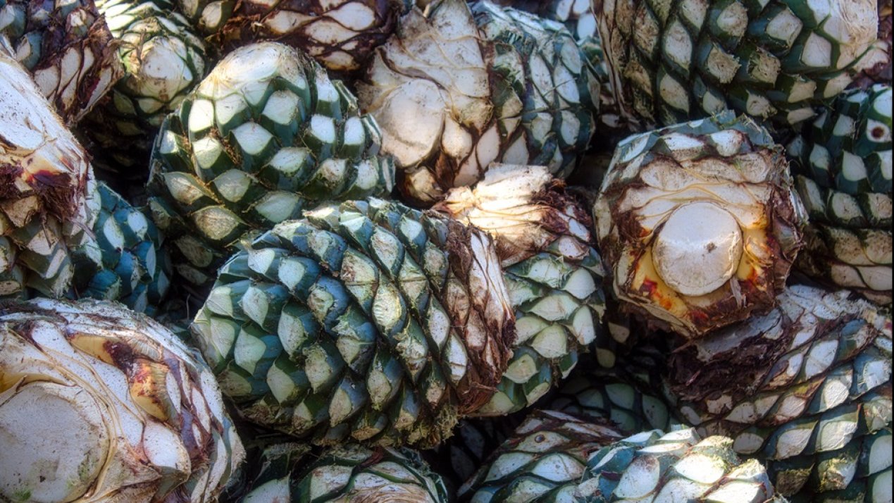 Mexico Launches Free Certification to Support Agave Producers