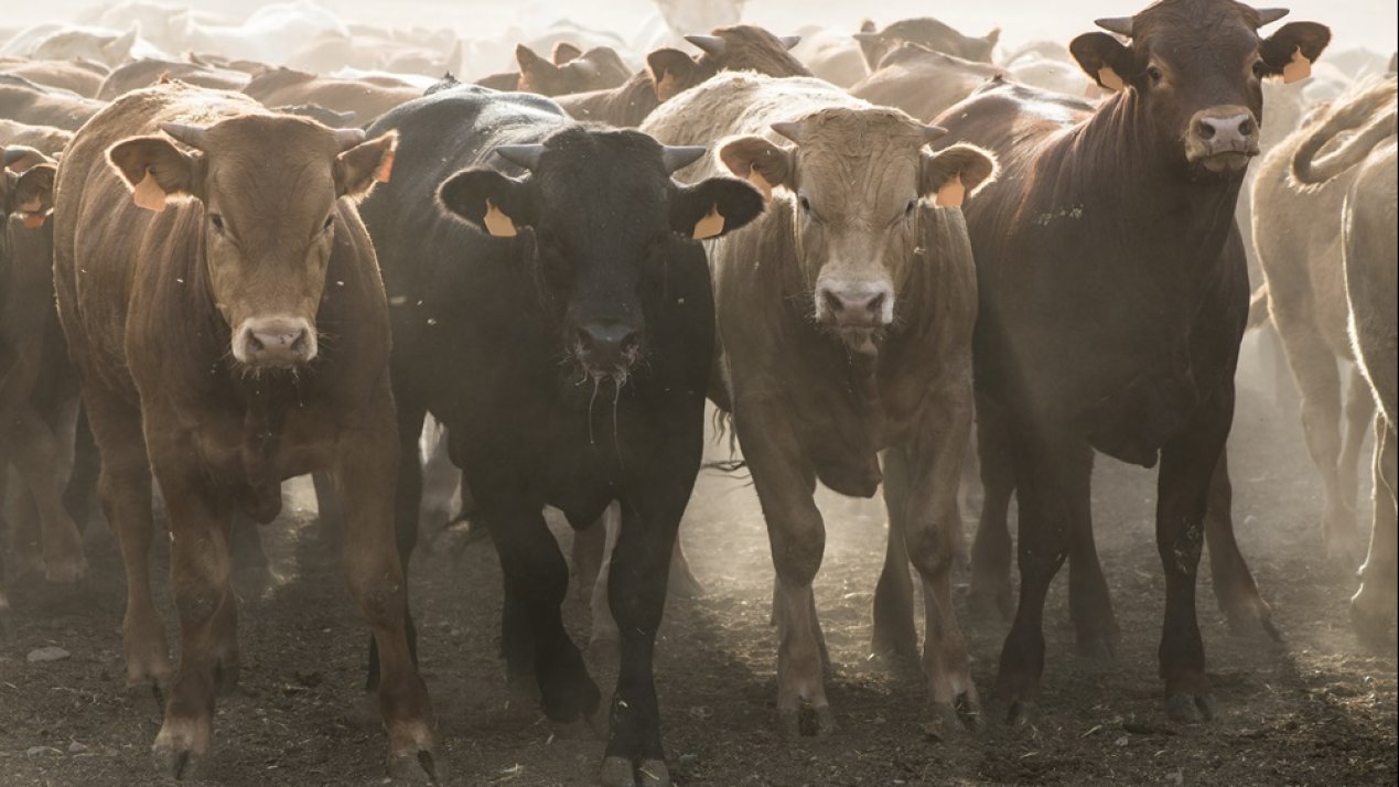 Mexico Boosts Livestock Inspections to Prevent GBG Spread