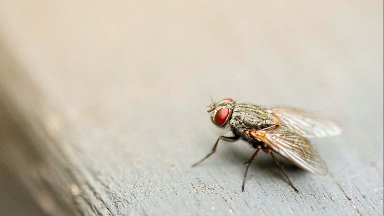 Mexico Deploys Sterile Flies to Fight Livestock Screwworm