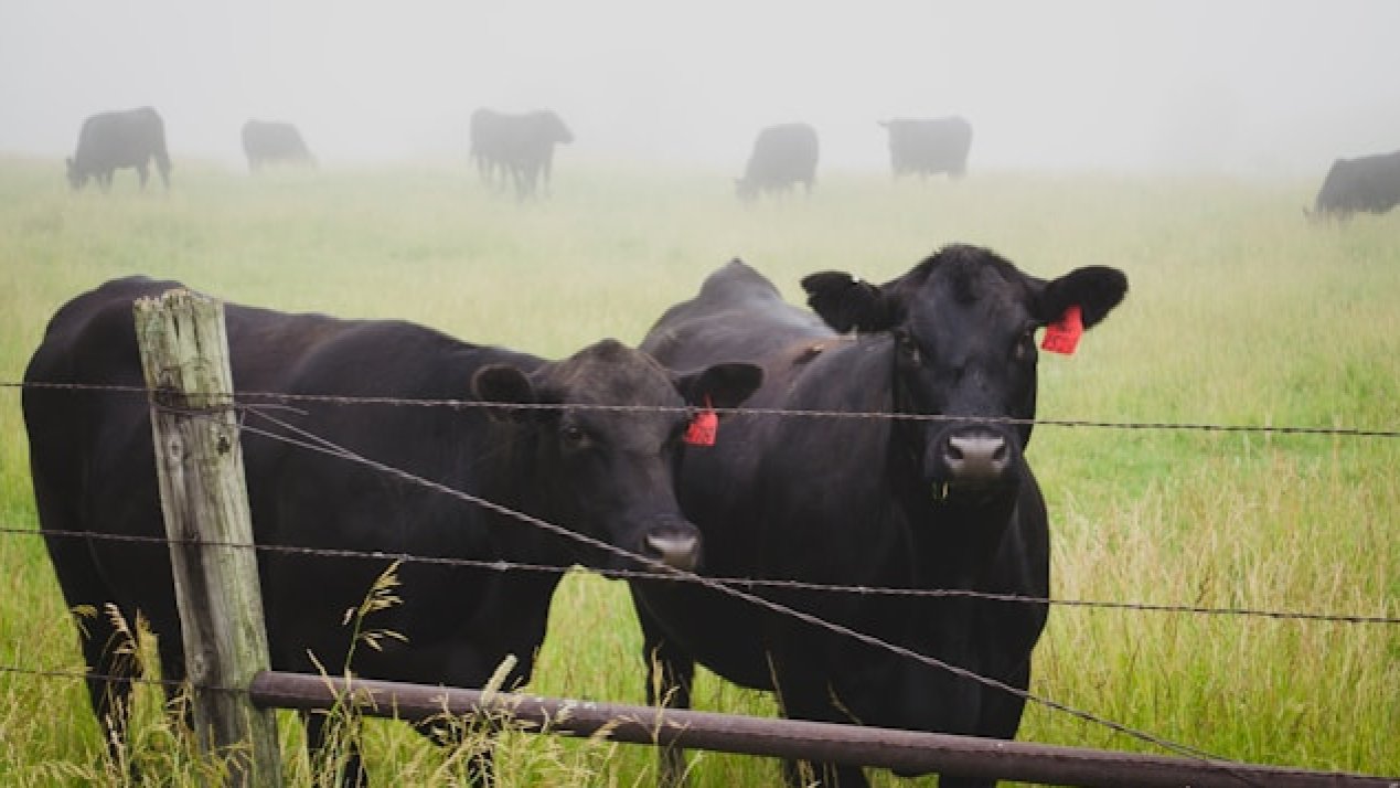 US Puts US$21 Million Toward Mexico's Screwworm Fight