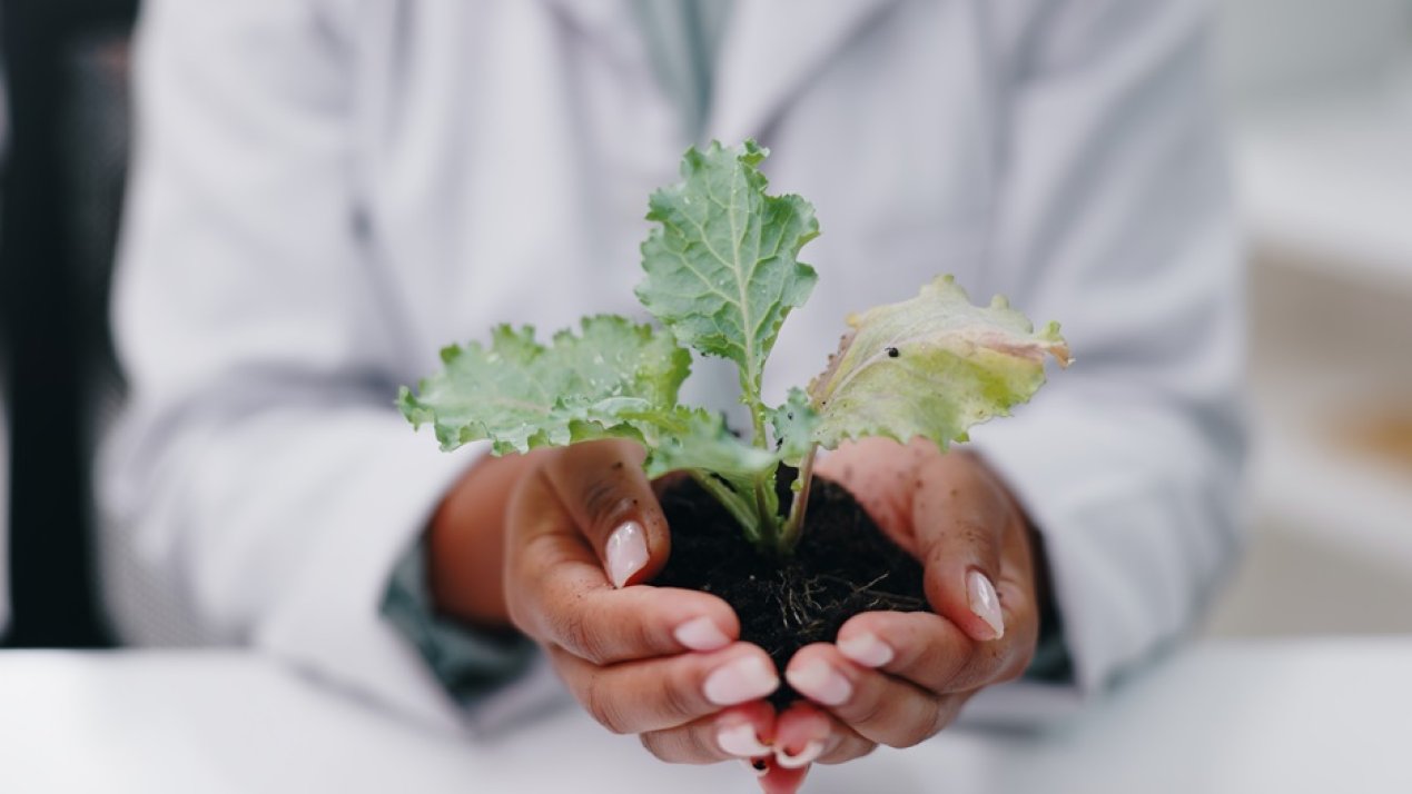 Global Agencies Mark Plant Health Day to Promote One Health