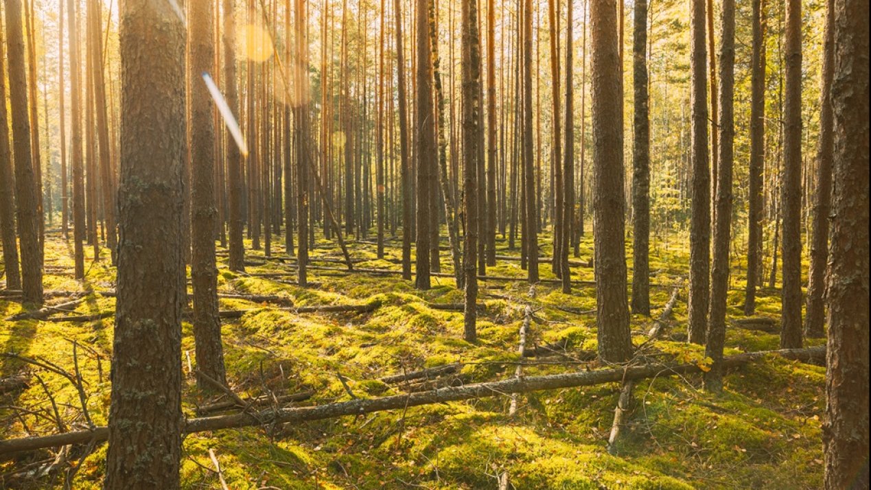 Mexico Prepares for EU’s Deforestation-Free Trade Rules