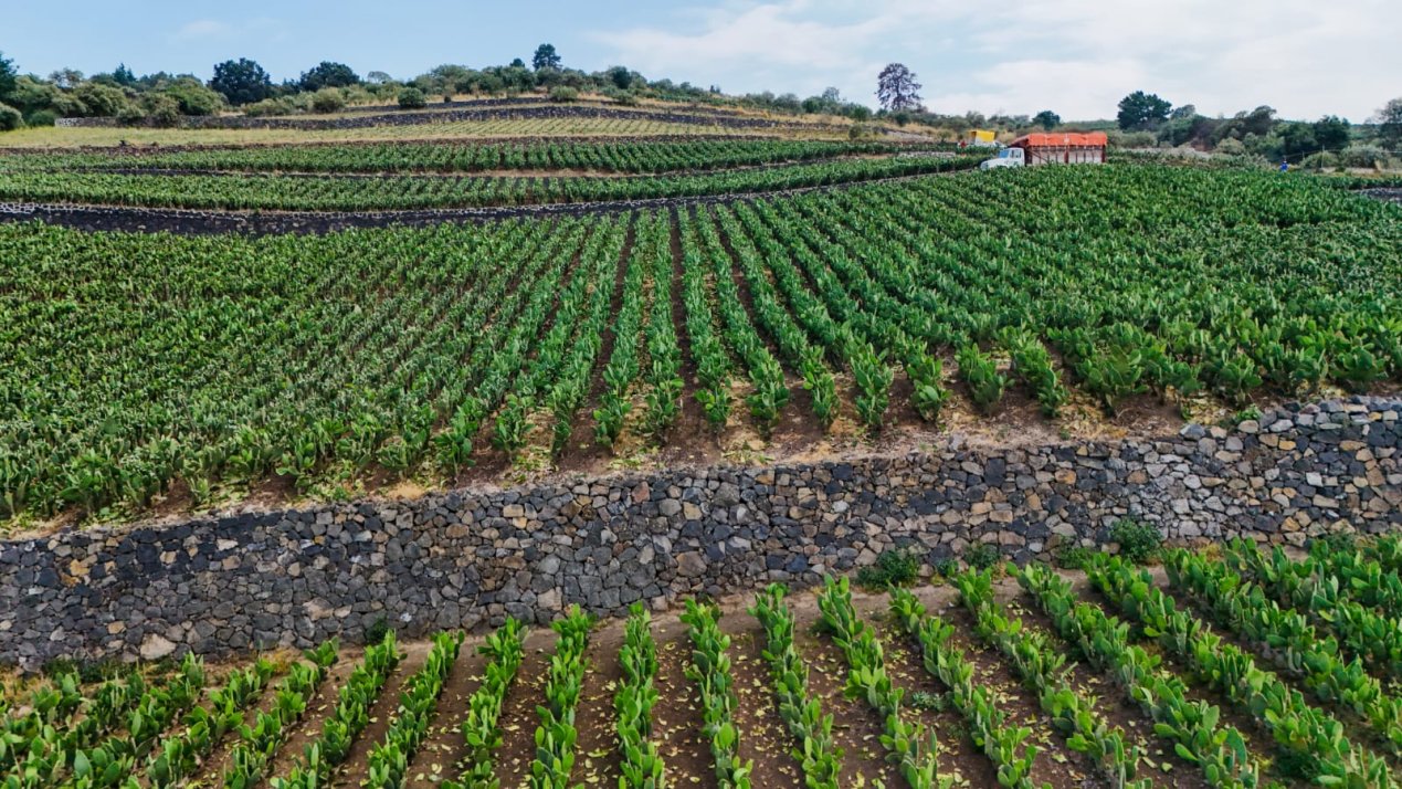 Mexico City Declares Agricultural Terraces Cultural Heritage