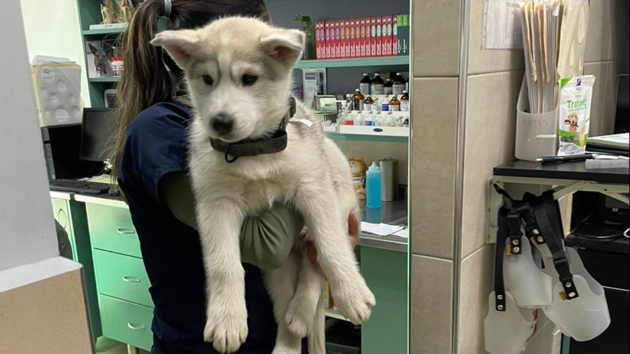 Farmacias del Ahorro Expands Into Pet Health Market