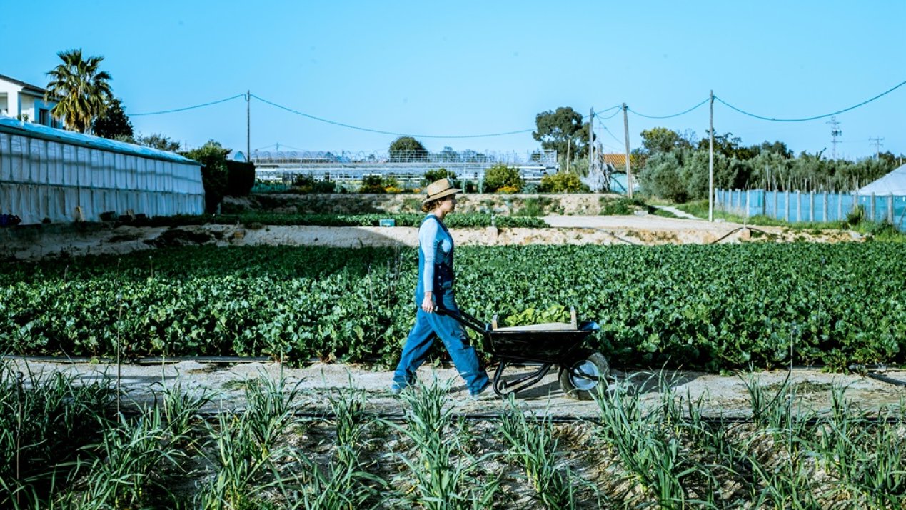 FAO Highlights Private Investment for Rural Development