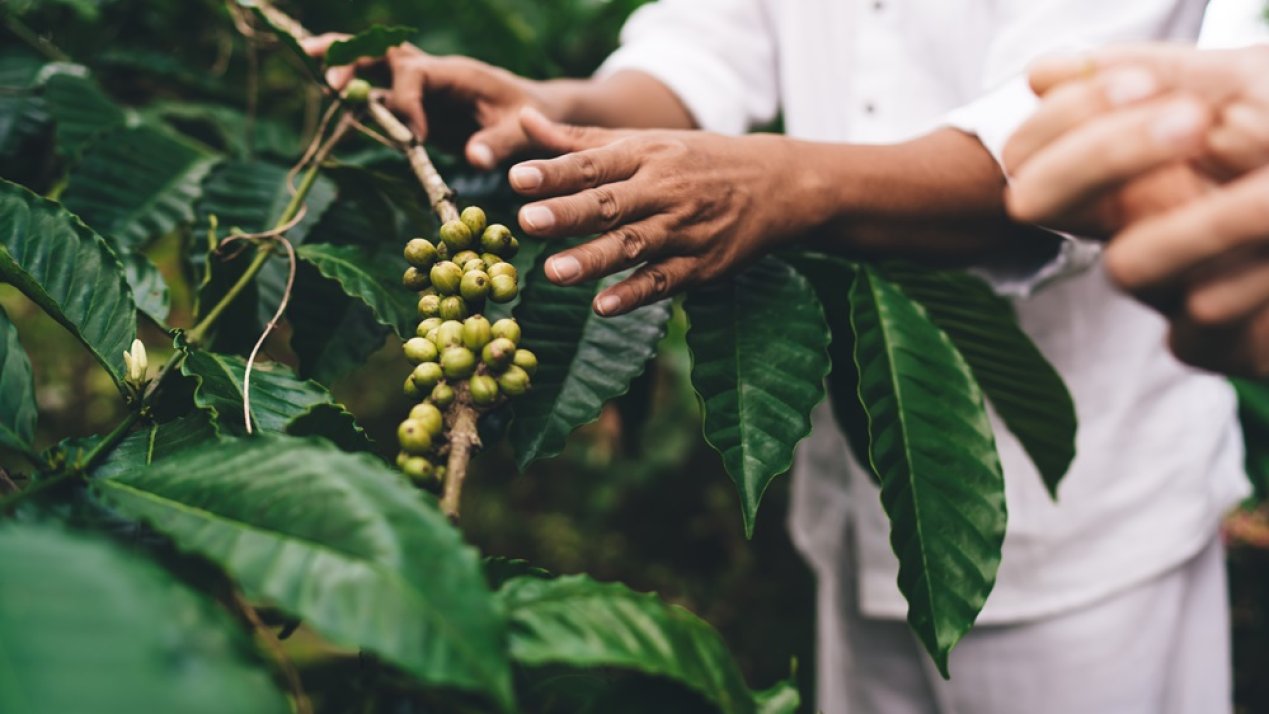 Nescafé Surpasses Regenerative Agriculture Goal