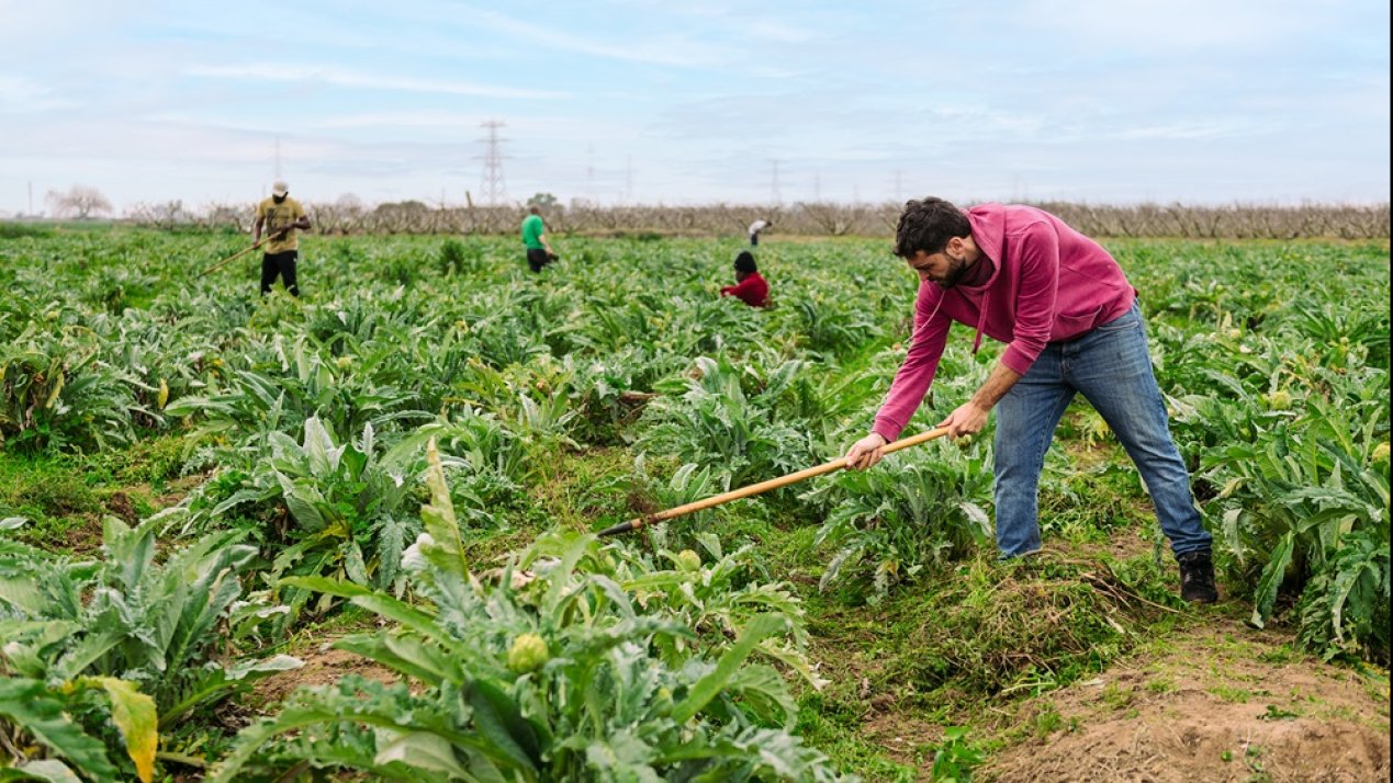 Trump Considers Action to Shield Undocumented Farm Workers