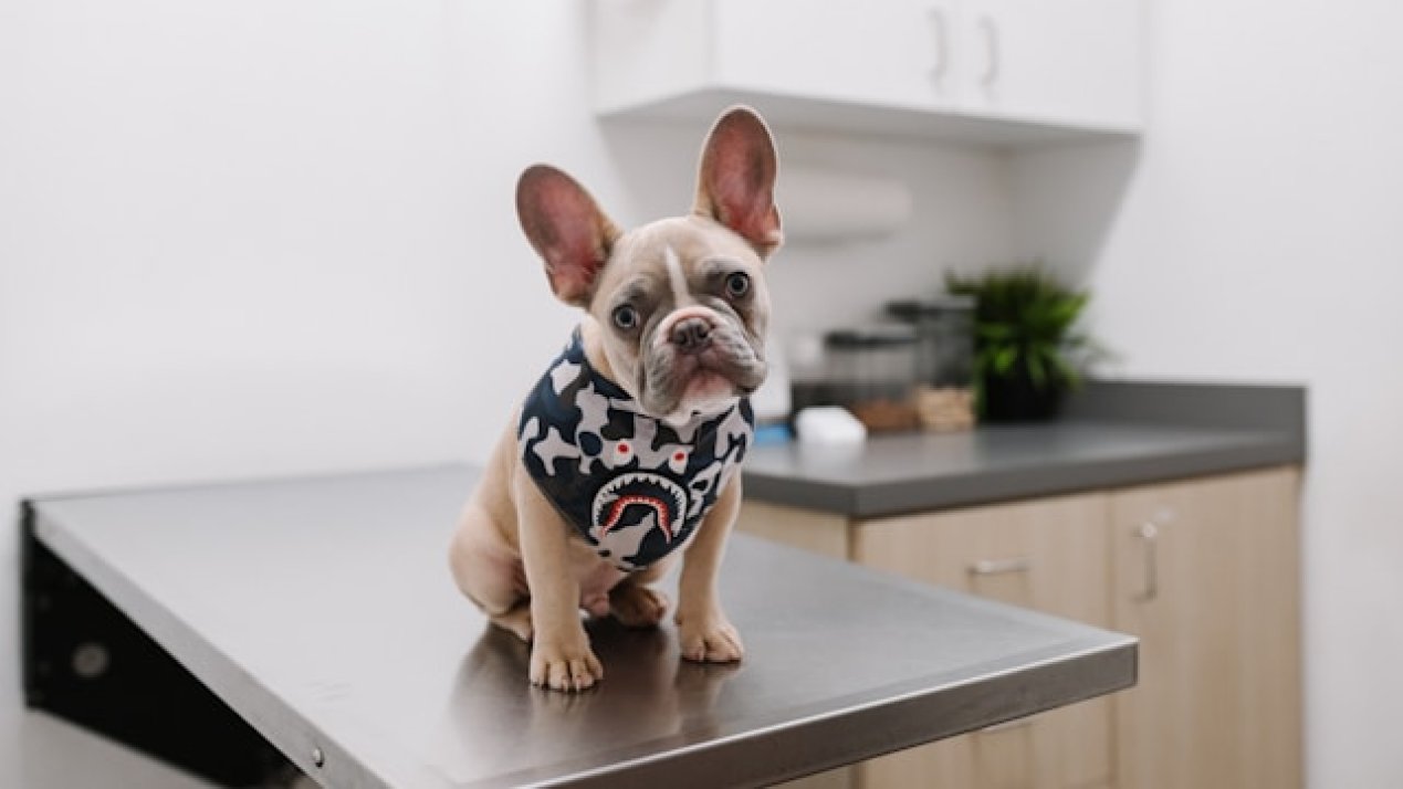 Farmacias Similares Opens its First SimiPet Care Clinic