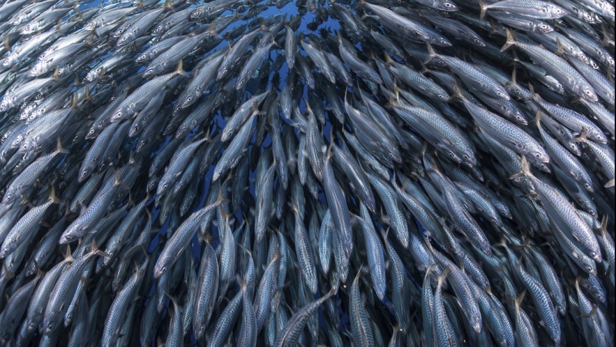 Mexico to Expand Fishing Refuge Zones to Nine Coastal States