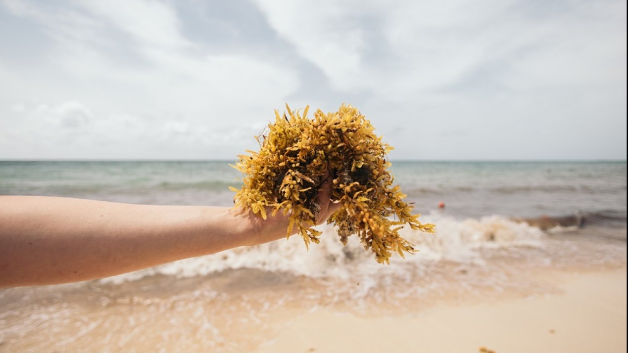 Mexico to Study Sargassum in Caribbean Waters