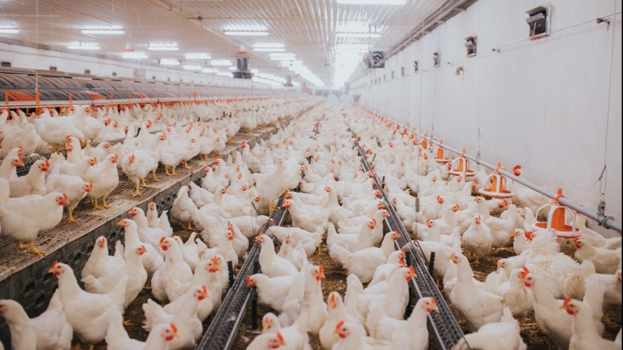 Mexico Eases Ban on Poultry Imports From Brazil