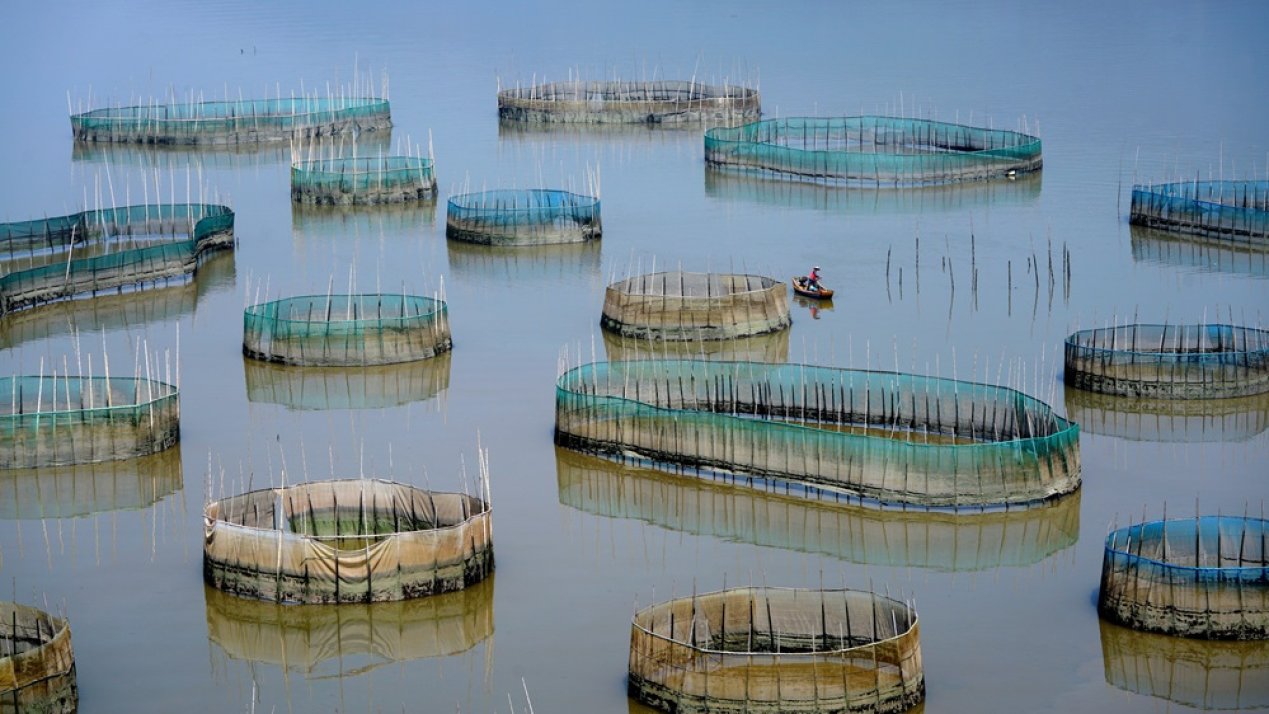 FAO Advances Sustainable Aquaculture Guidelines