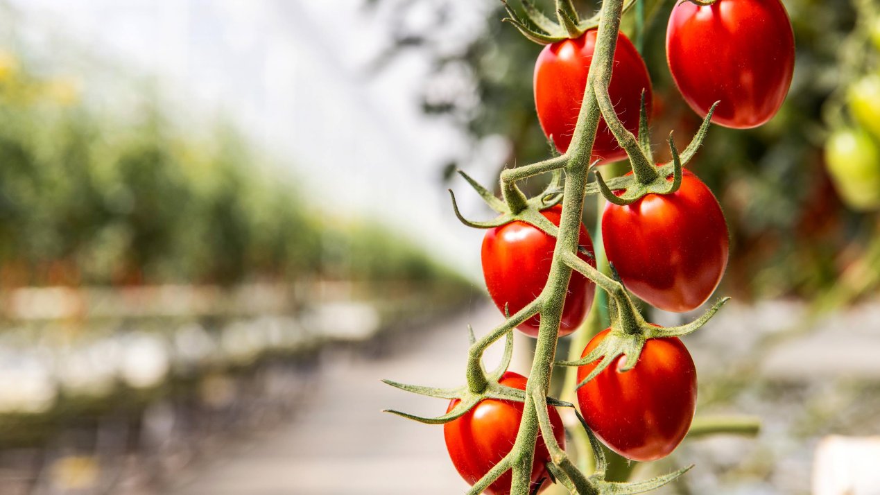 Harvest House to Use AI for Tomato Yield Forecasting