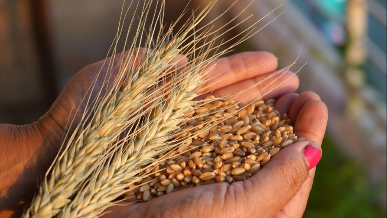 Mexico Faces Grain Shortfall Despite Regional Gains
