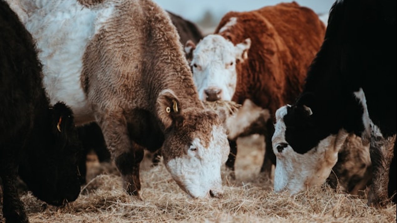 USDA Reinstates Mexico Cattle Ban After Screwworm Case