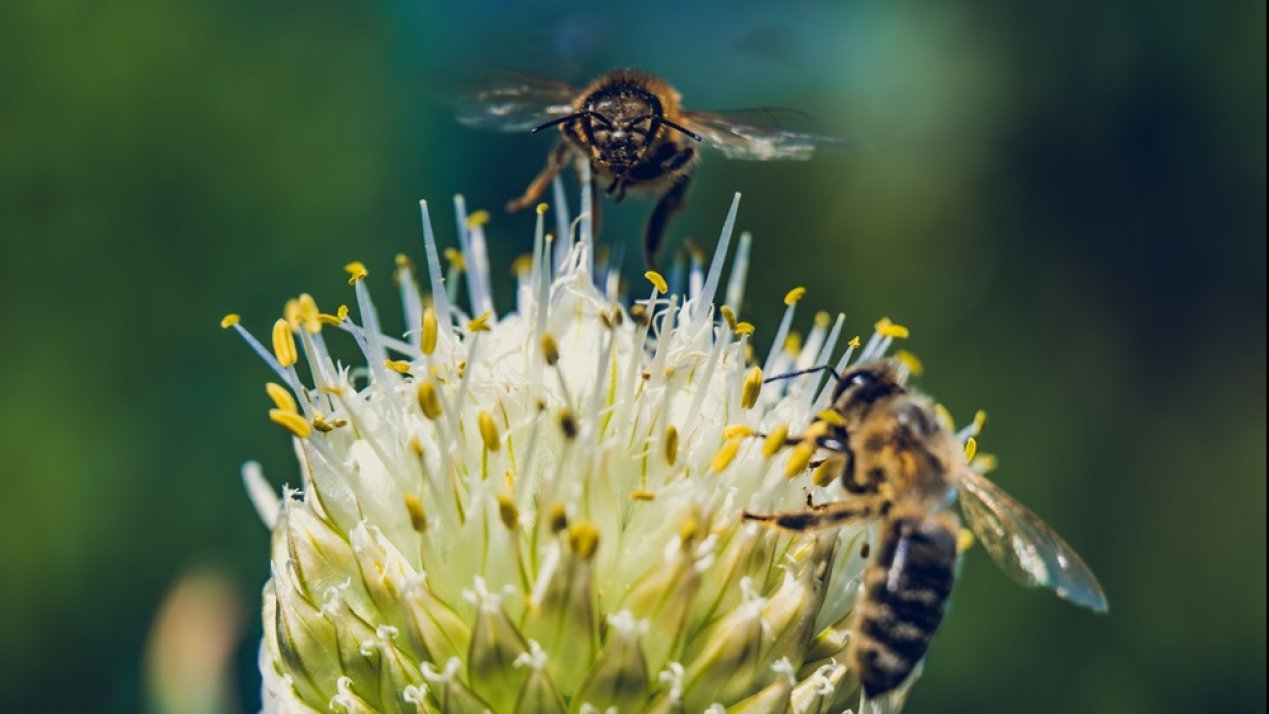 Mexico Advances National Strategy to Protect Pollinators