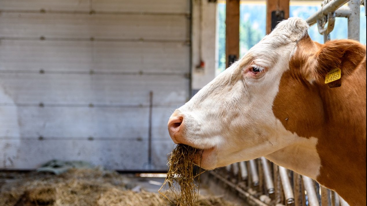 Mexico Launches Methane Reduction Strategy for Livestock