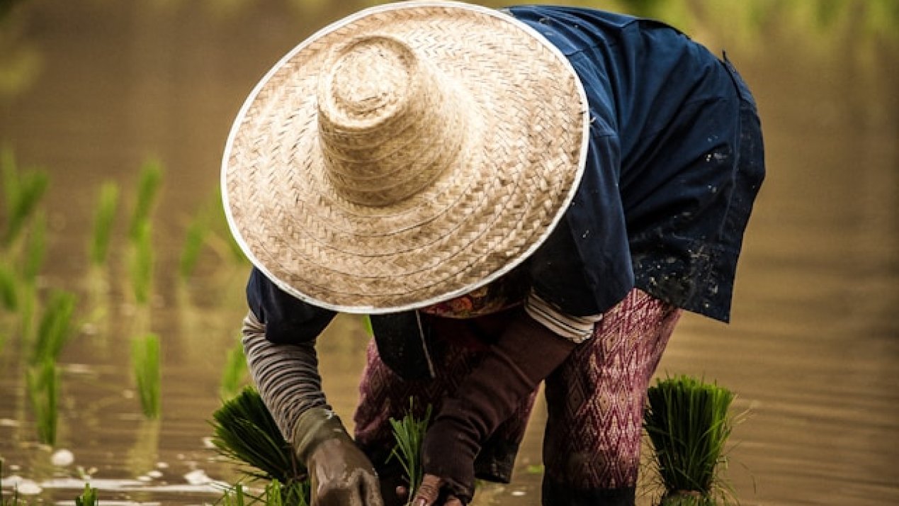 Trump Threatens Japan With Tariffs Over US Rice Exports