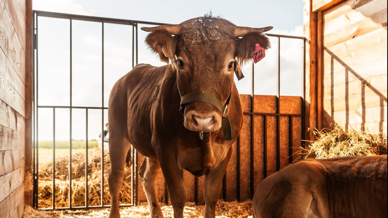 Latin America Discusses Sustainable Livestock at Regional Meeting