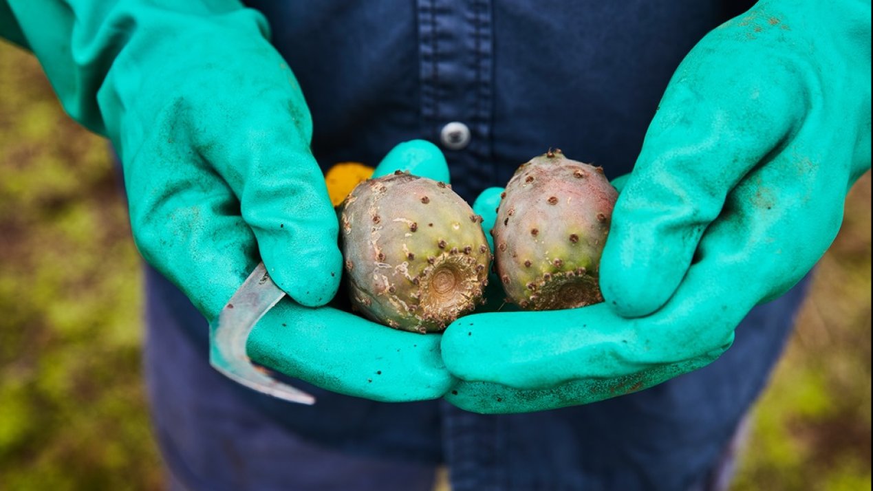 Puebla Farmers Launch First Nopal, Tuna Exports to Texas