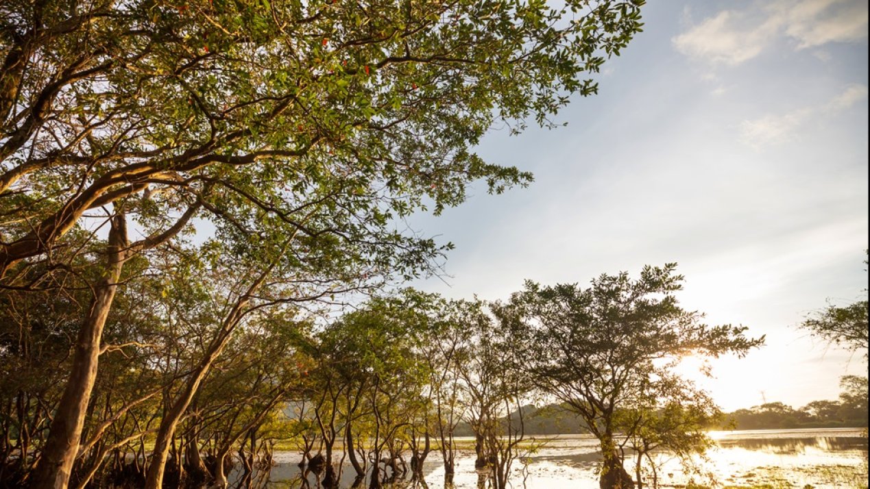 Mexico Aligns Biodiversity, Climate Action, Business Commitments