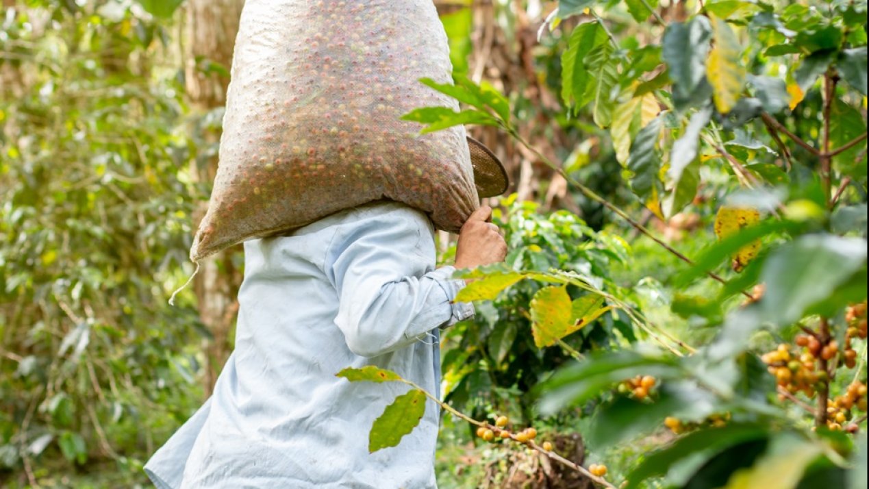 Guerrero Leads Mexico’s Coffee Production Under Federal Program