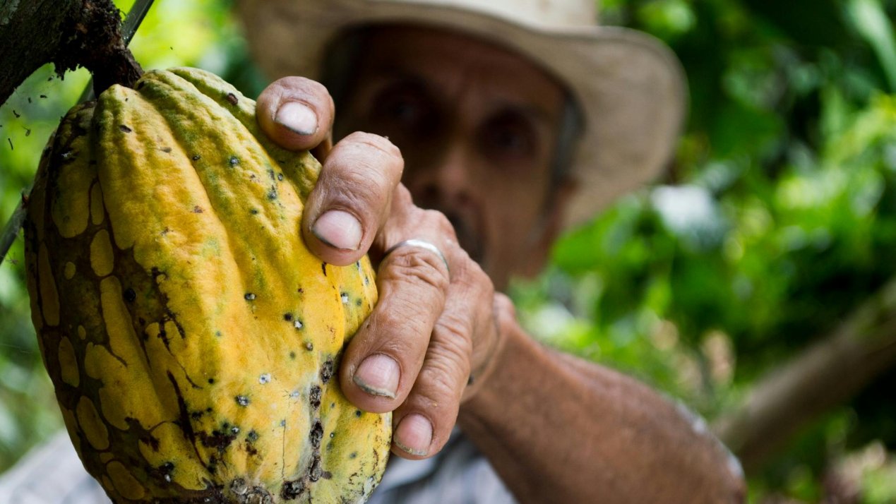 Mexico Hosts Cocoa Seminar to Boost Sustainability