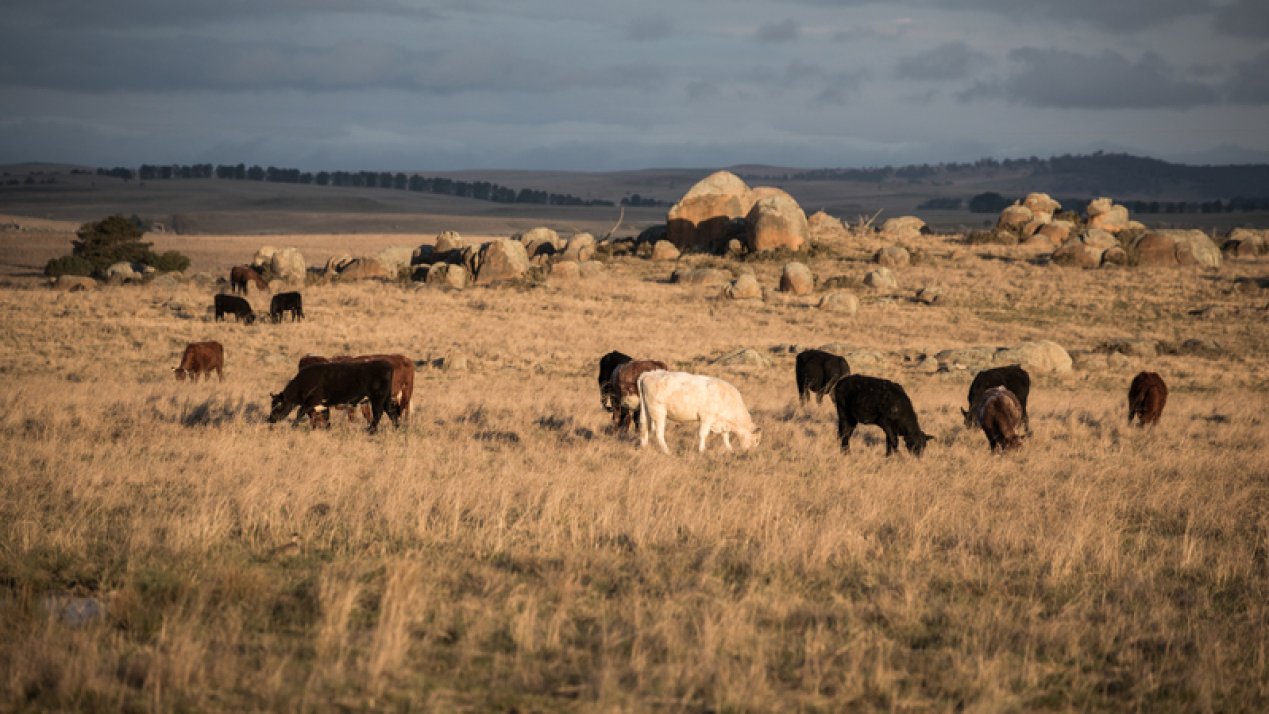 Mexico, US Agree on Phased Reopening of Cattle Border