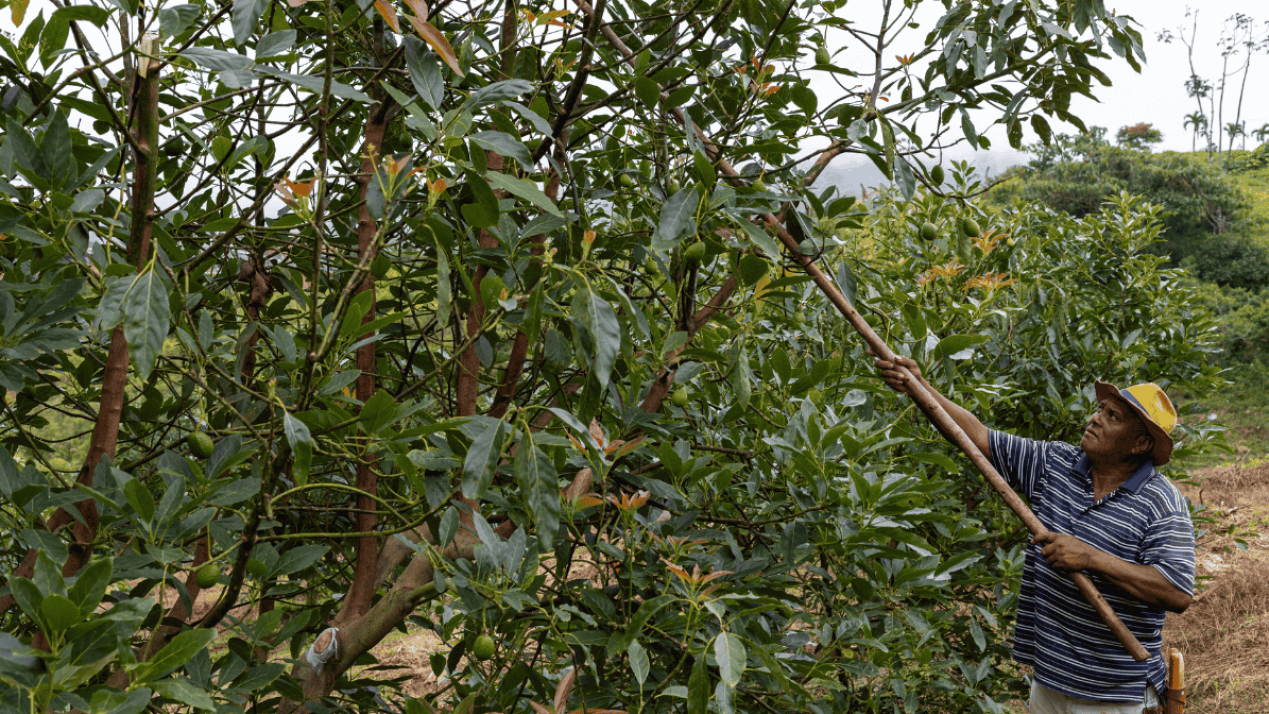 STPS Meets Michoacan Avocado Producers to Enhance Labor Practices