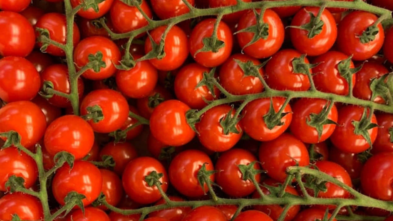 Mexican Tomato Producers Back New Federal Export Price Policy