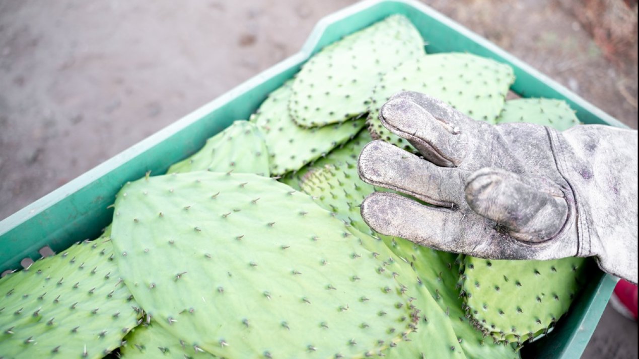 State of Mexico Boosts Nopal Cultivation 