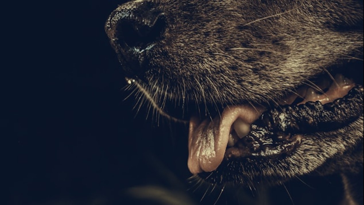 Zacatecas Confirms Human Rabies Case