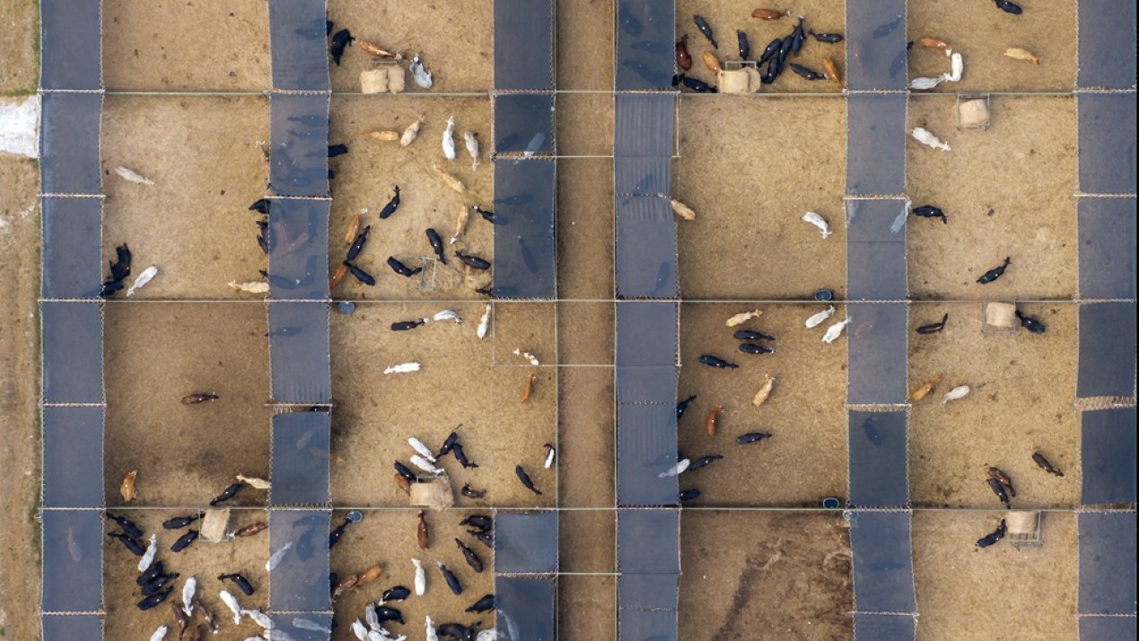 Mexico to Hire 100 Specialists to Combat Cattle Screwworm