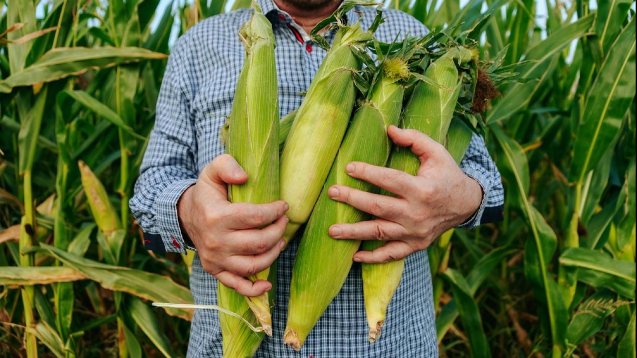 Mexico Targets 25Mt of White Corn Production by 2030