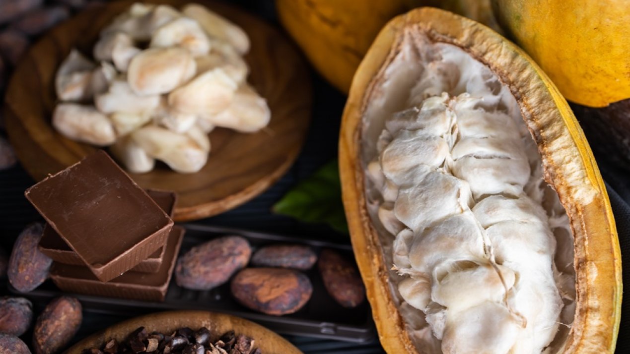 Mexico to Host National Cacao Meeting in Tabasco